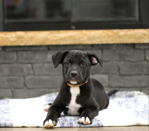 Ravioli, an adoptable Unknown breed in Mobile, AL