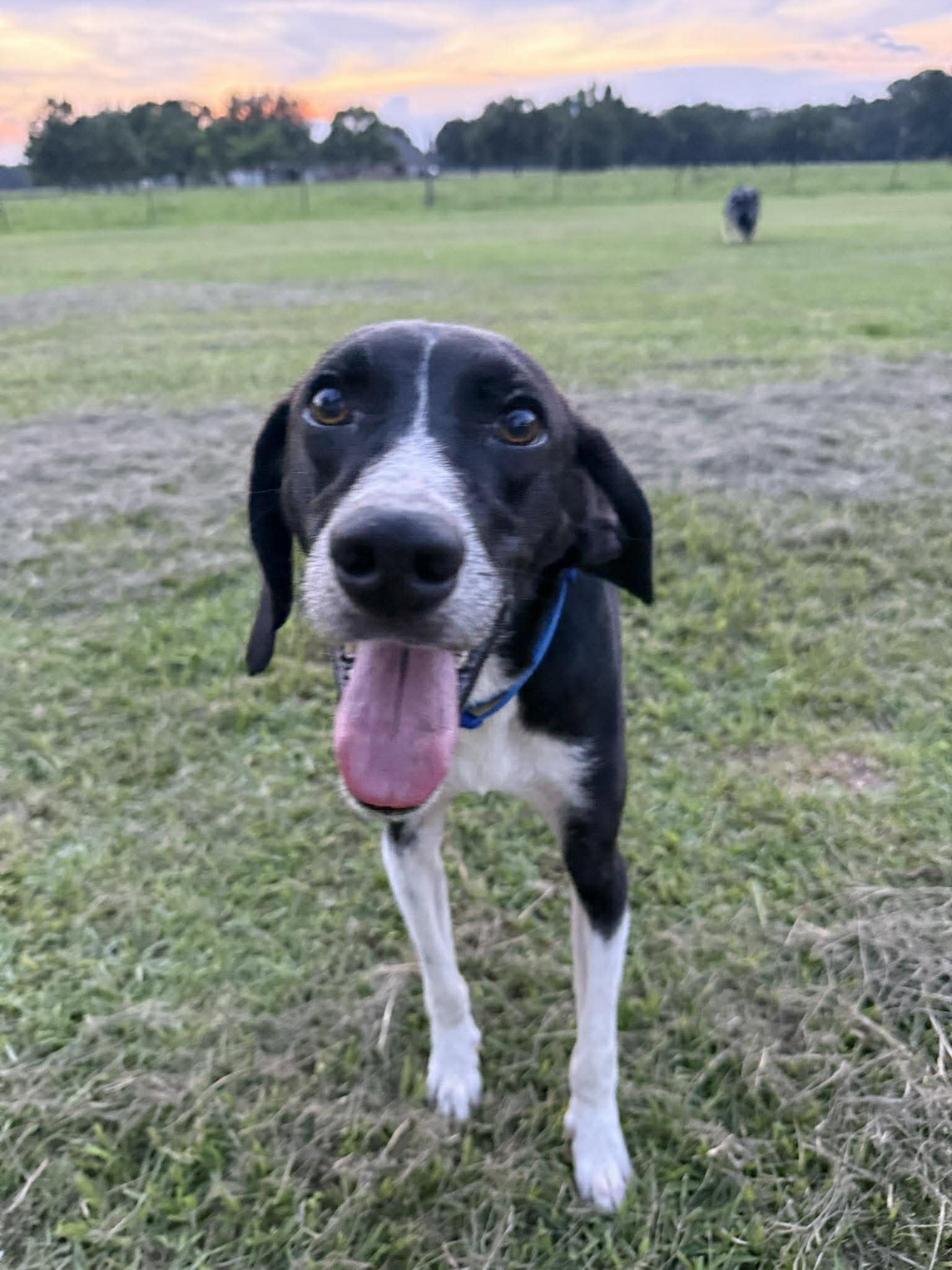 Buddy Senior