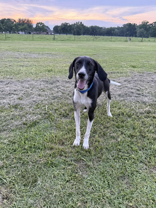 Buddy Senior