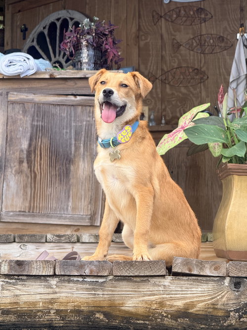 Livi, an adoptable Collie in Mobile, AL