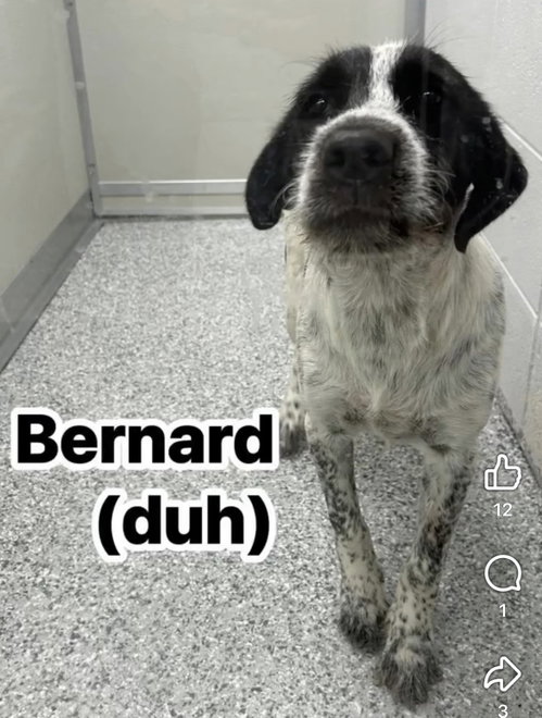 Bernard