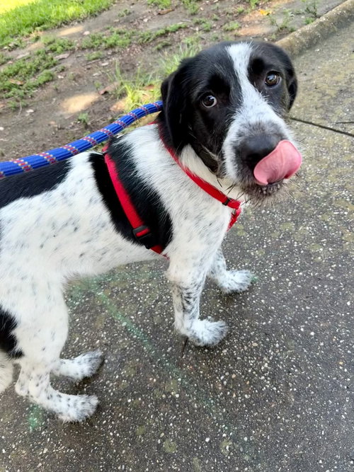 Bernard, an adoptable Labrador Retriever in Mobile, AL