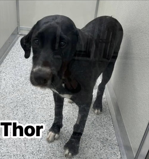 Thor