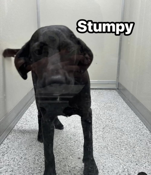 Stumpy
