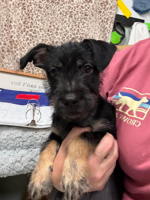Milo Scruff, an adoptable Unknown breed in Mobile, AL