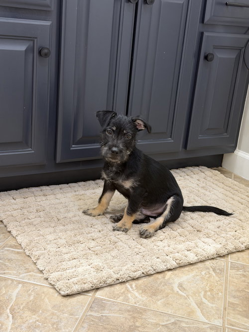 Milo Scruff, an adoptable Schnauzer in Mobile, AL
