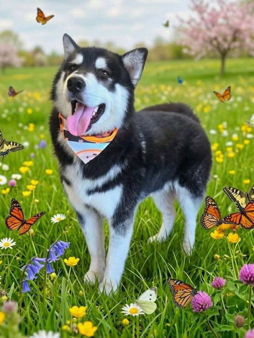 Whiskey, an adoptable Husky in Mobile, AL