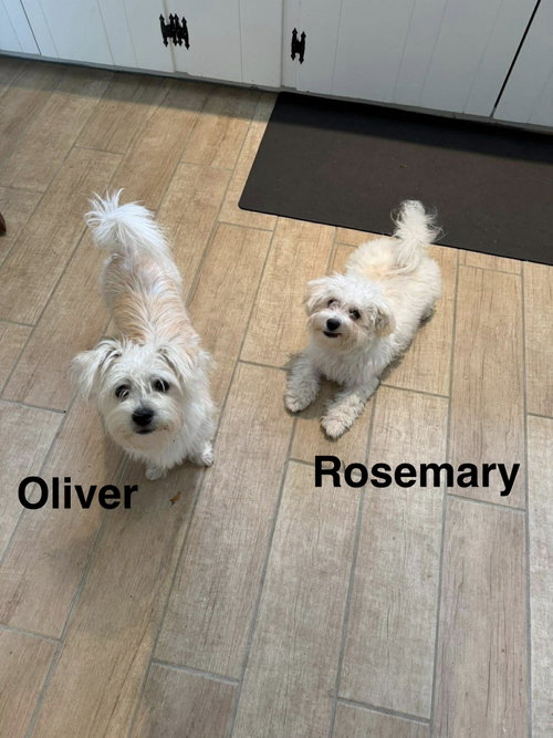 Rosemary, an adoptable Poodle in Mobile, AL
