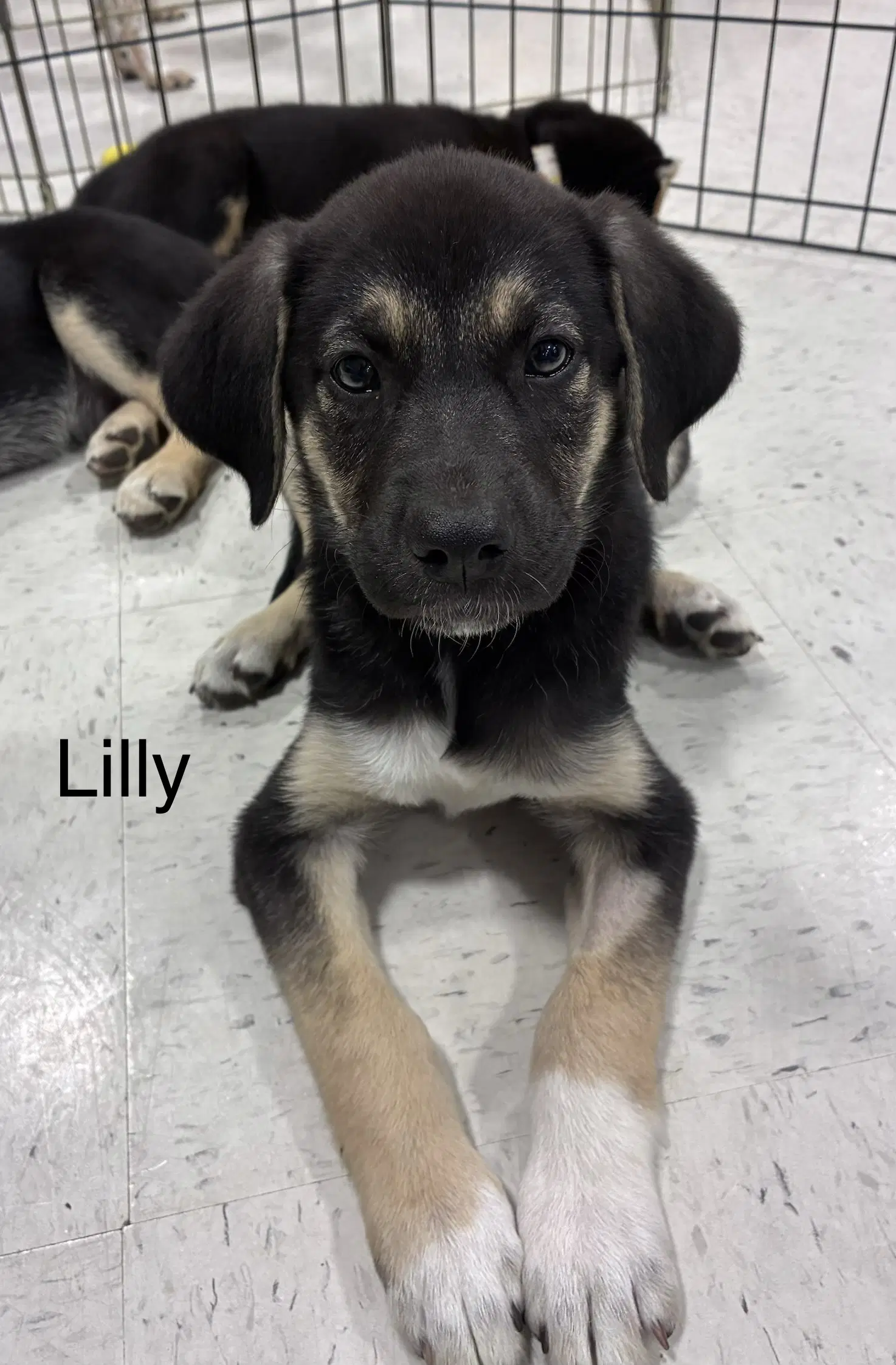 Lilly - Shepherd