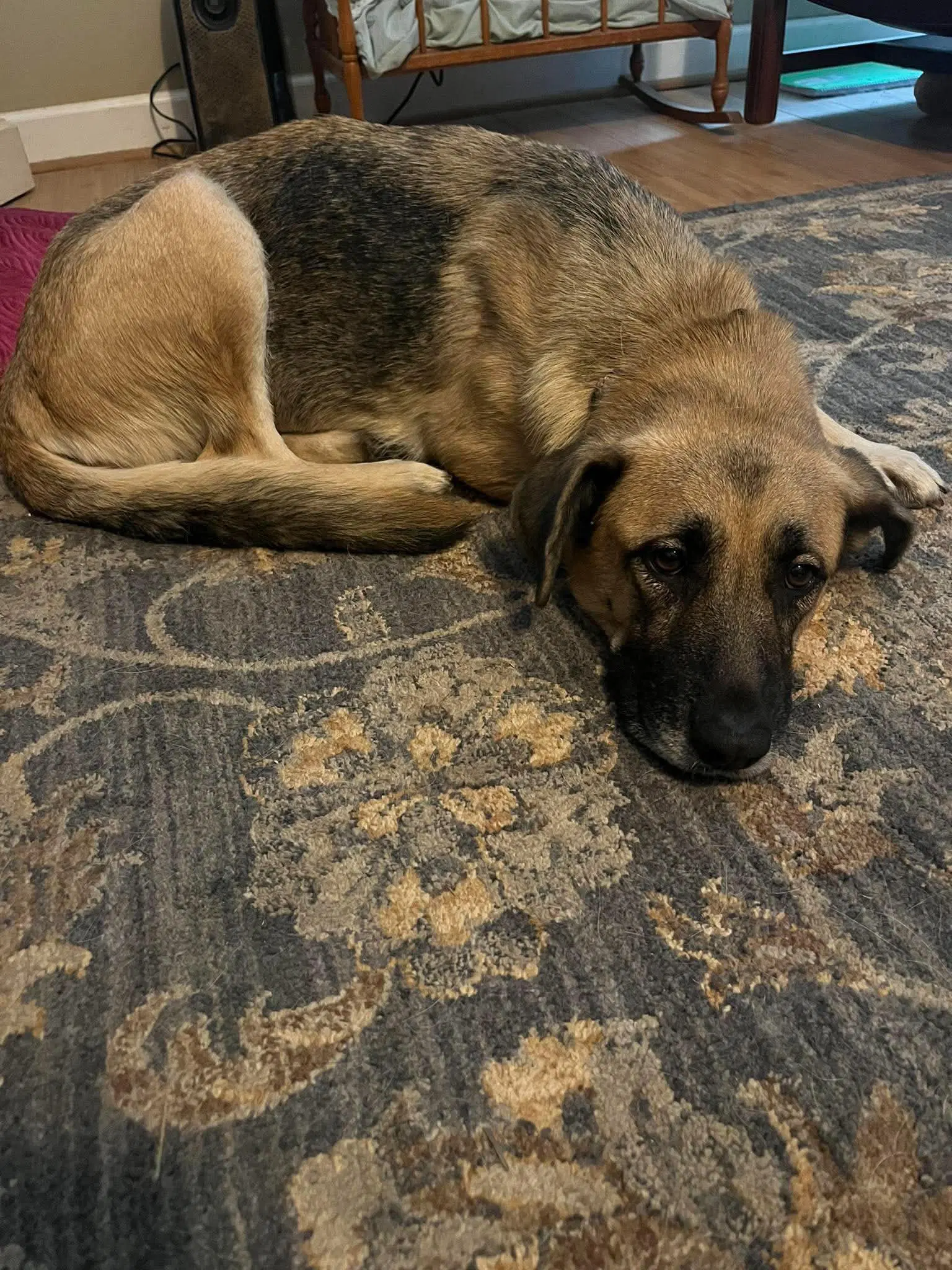 Maple Shep - Shepherd