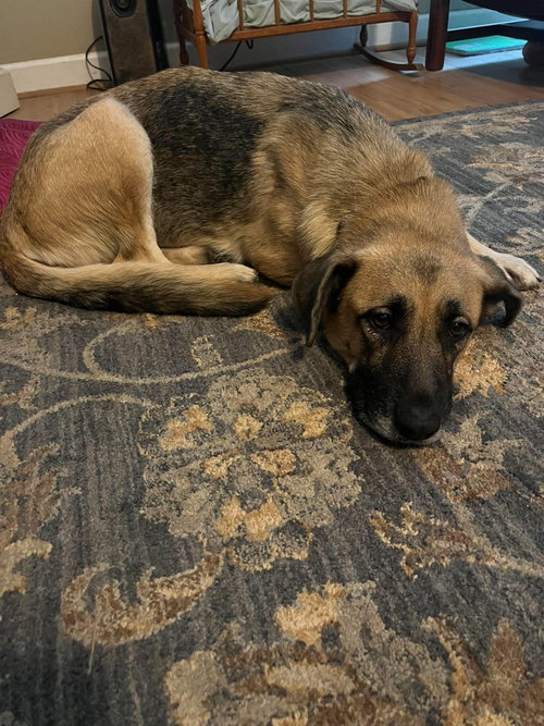 picture of the dog needing adoption