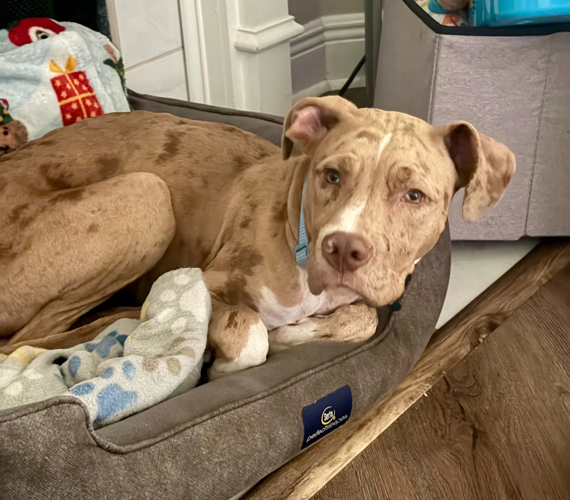 Beauregard - Catahoula Leopard Dog