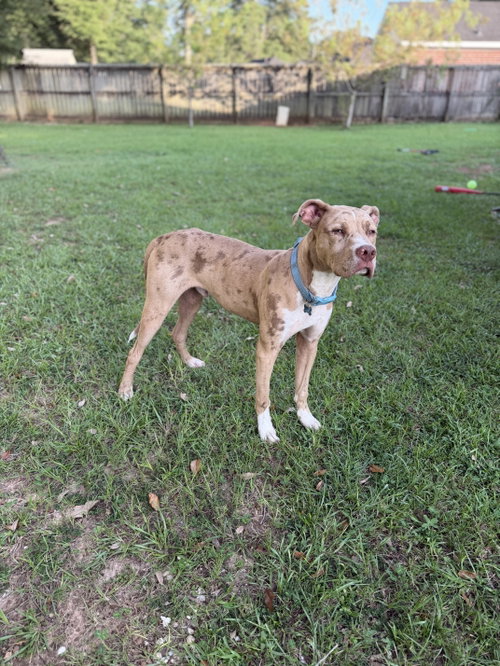 Photo 3 of Beauregard
