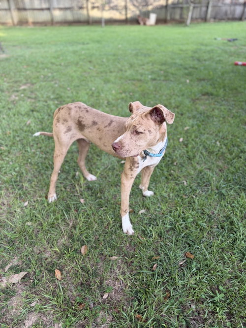 Photo 4 of Beauregard