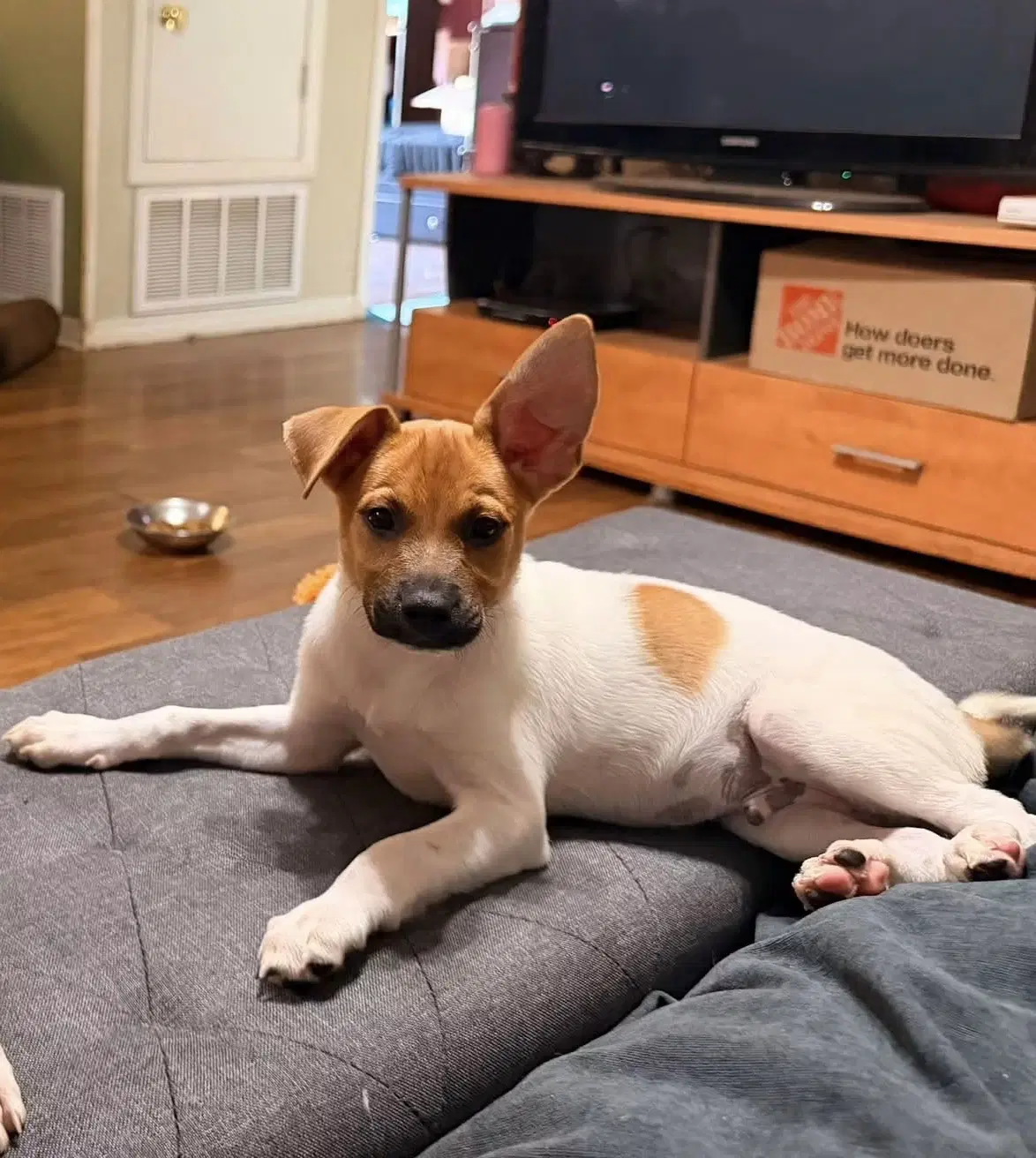 Atlas - Jack Russell Terrier