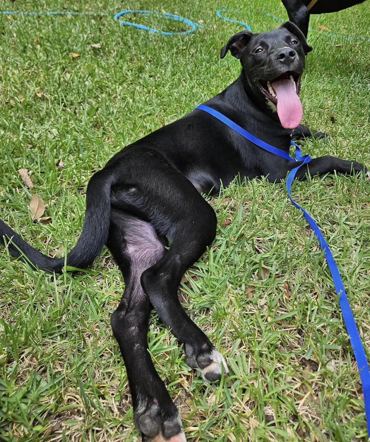 Liam - Labrador Retriever