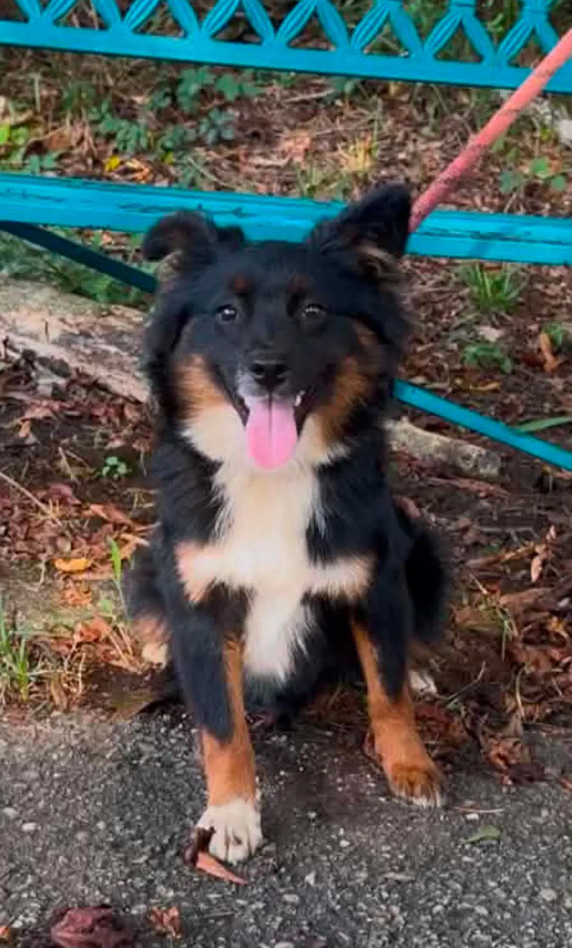 Kota - Australian Shepherd