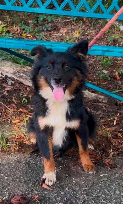 picture of the dog needing adoption