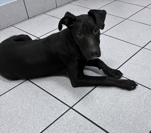 picture of the dog needing adoption