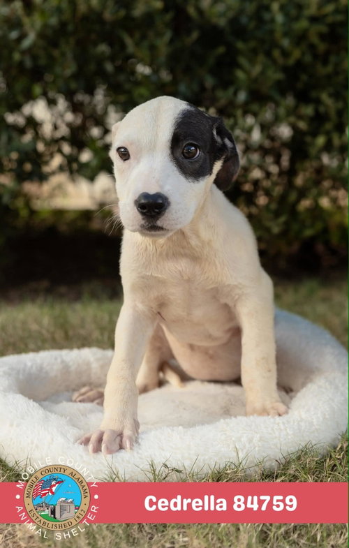 picture of the dog needing adoption