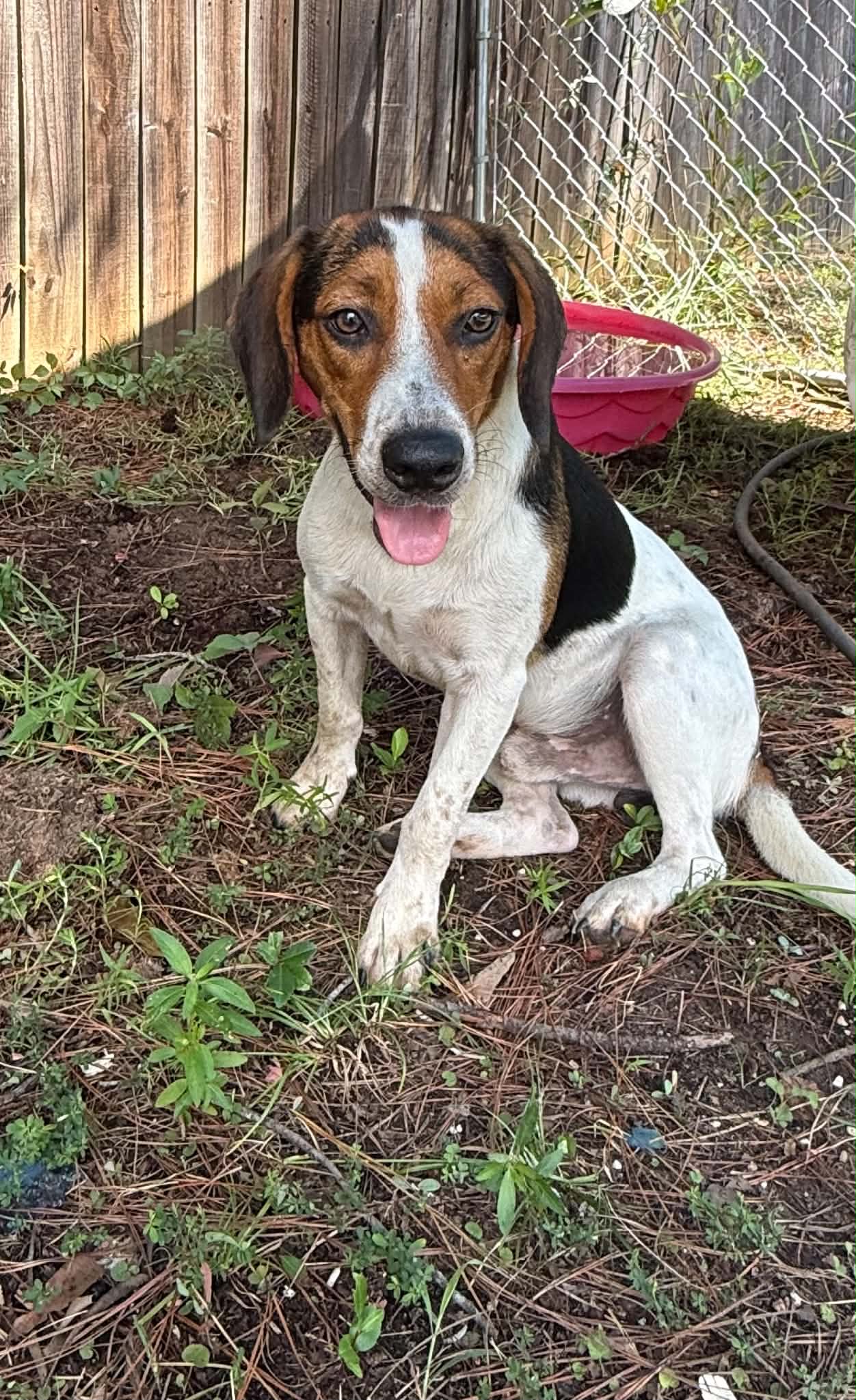 Beetle - Beagle