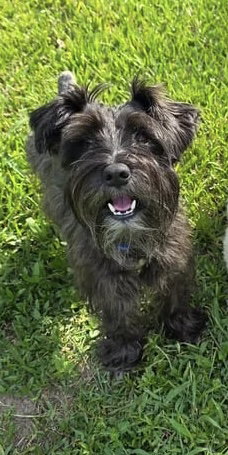 Teddy