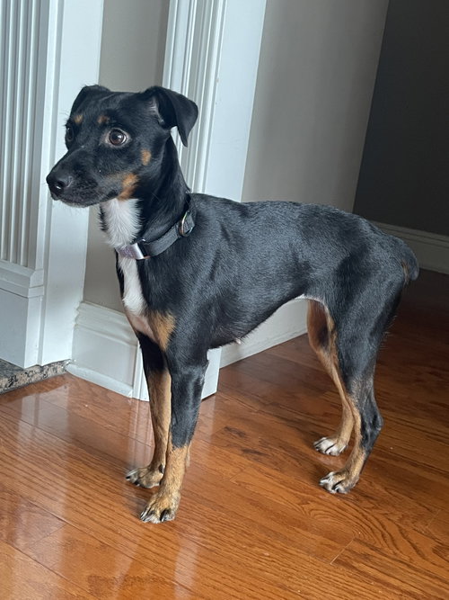 Dionne, a dog for adoption from Mobile County Humane Society Inc. /dba Krewe de Rescue