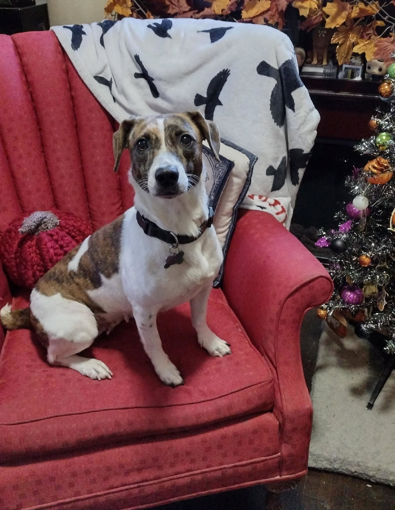 Dejah, Jack Russell Terrier