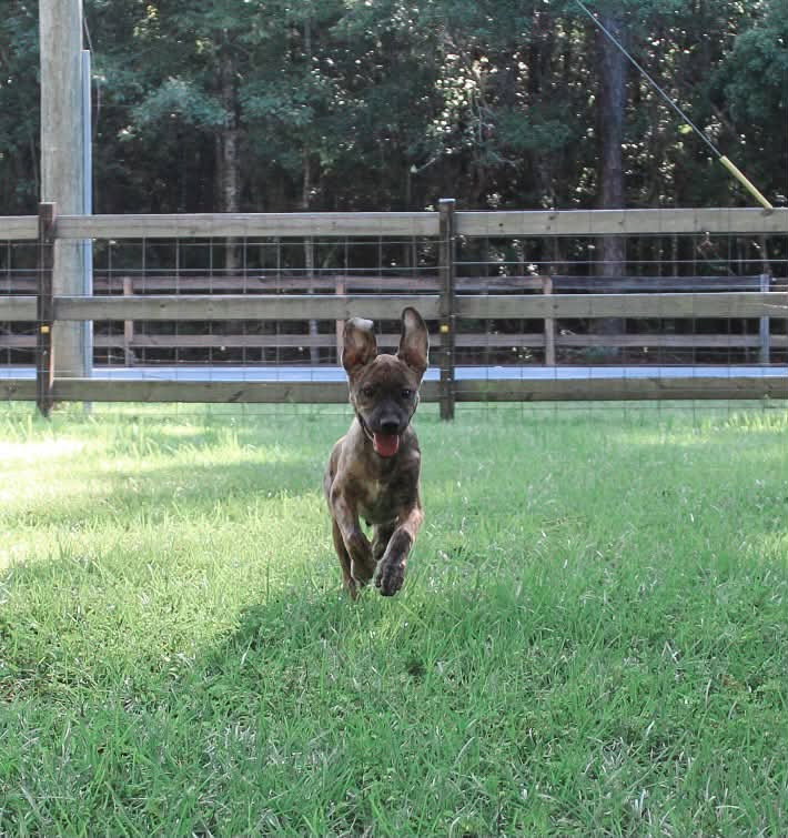 Max, Mixed Breed