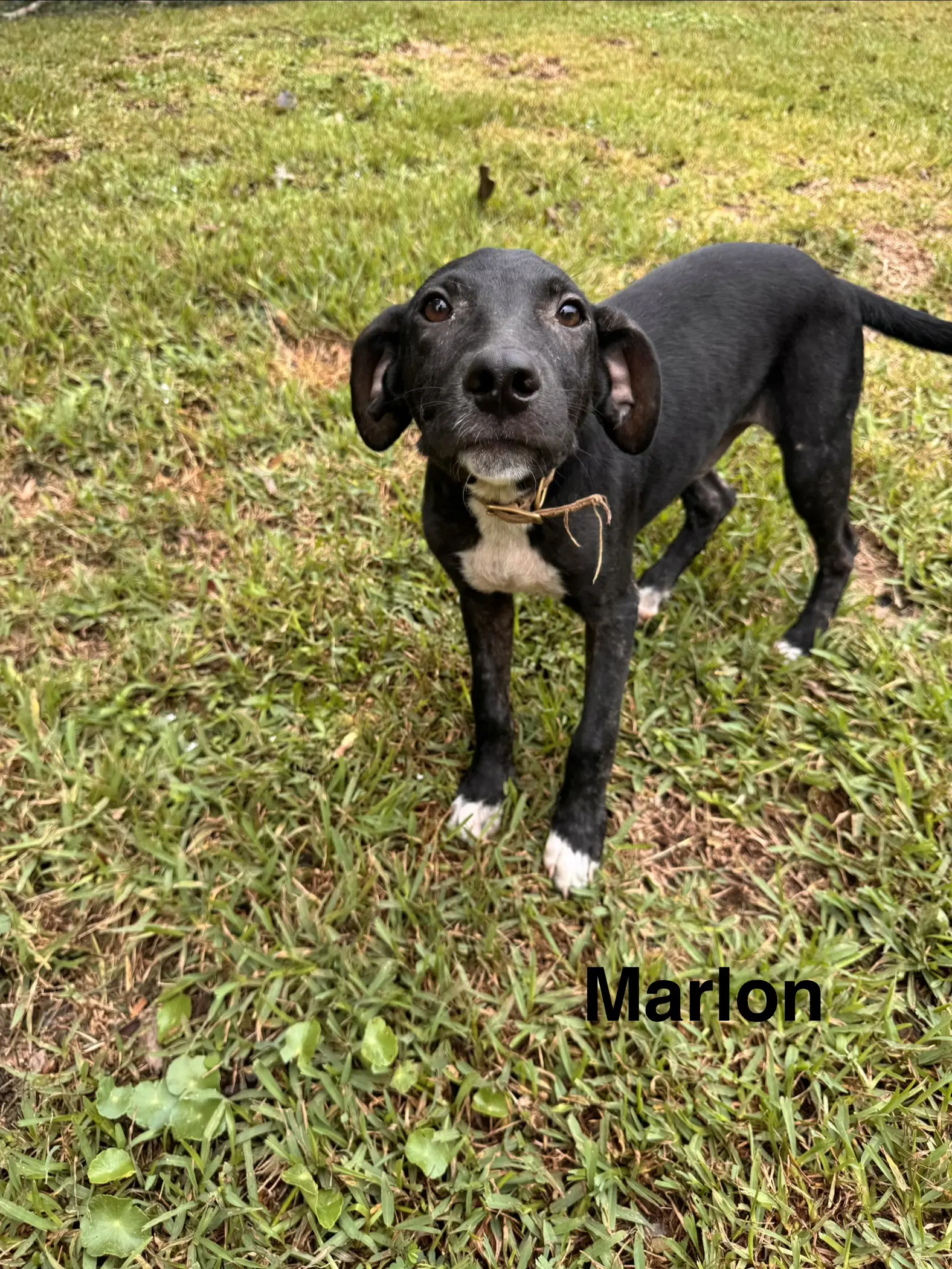 Marlon - Unknown