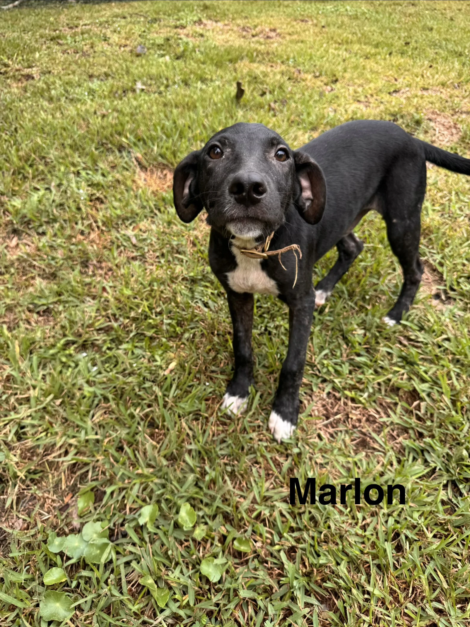 Marlon