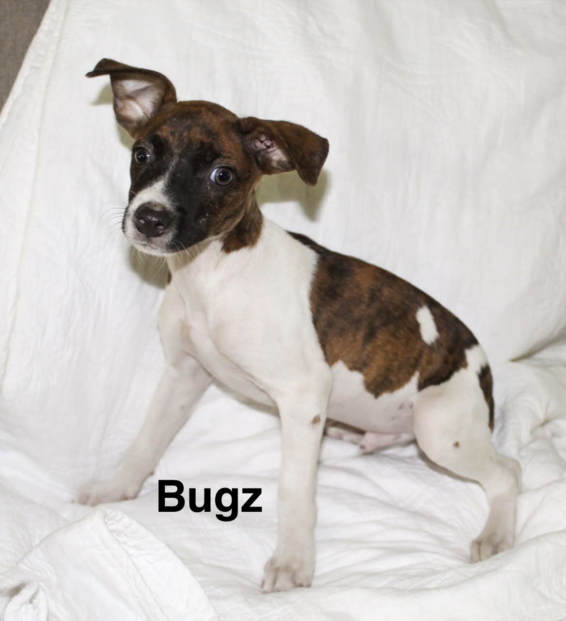 Bugz, Jack Russell Terrier