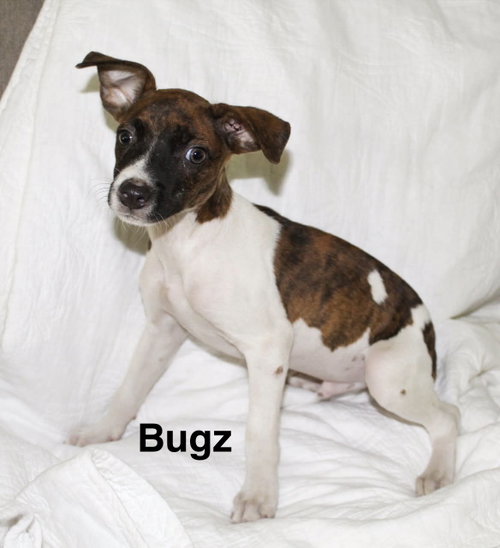 Bugz, a dog for adoption from Mobile County Humane Society Inc. /dba Krewe de Rescue