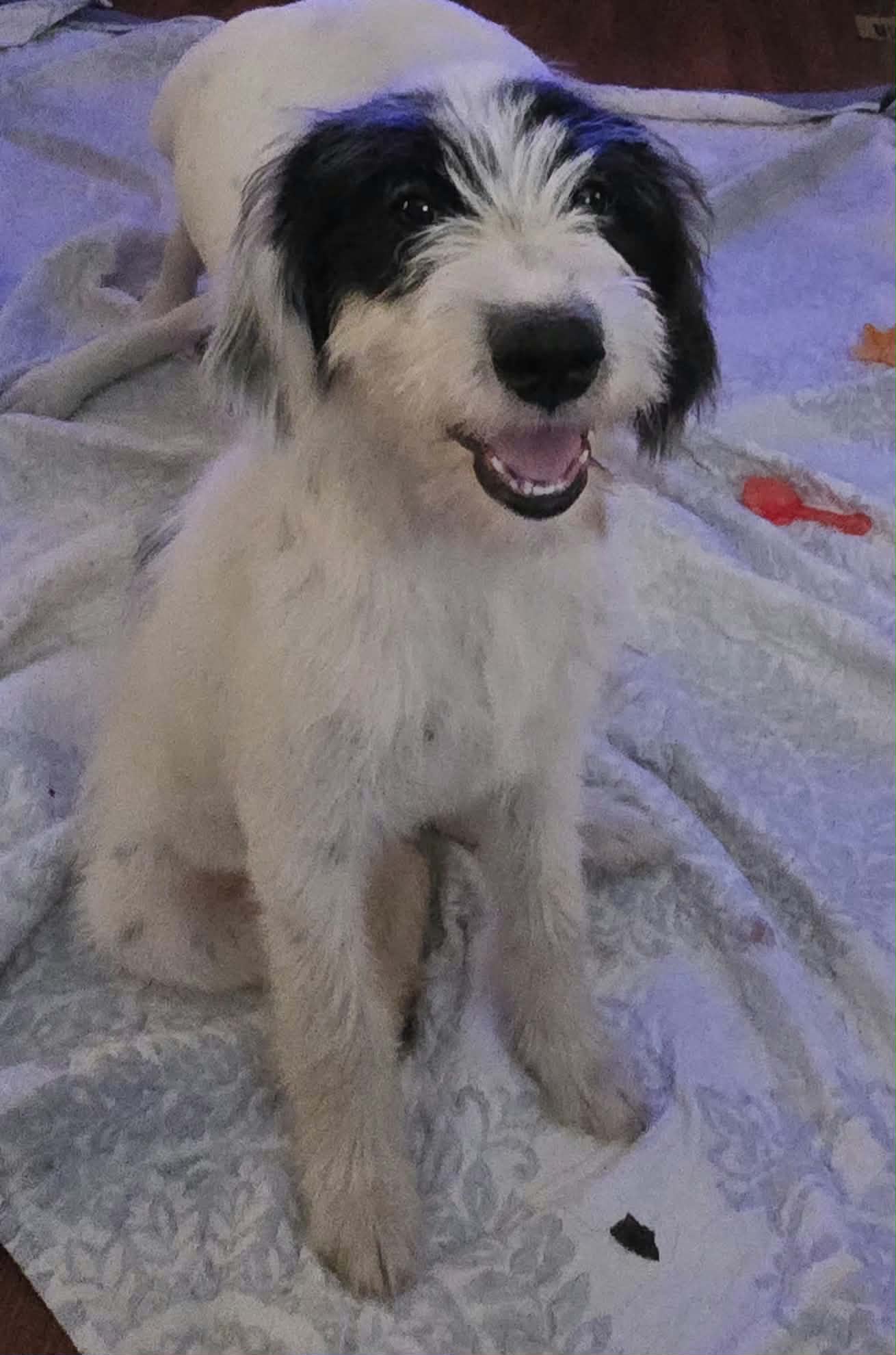 Rue - Terrier
