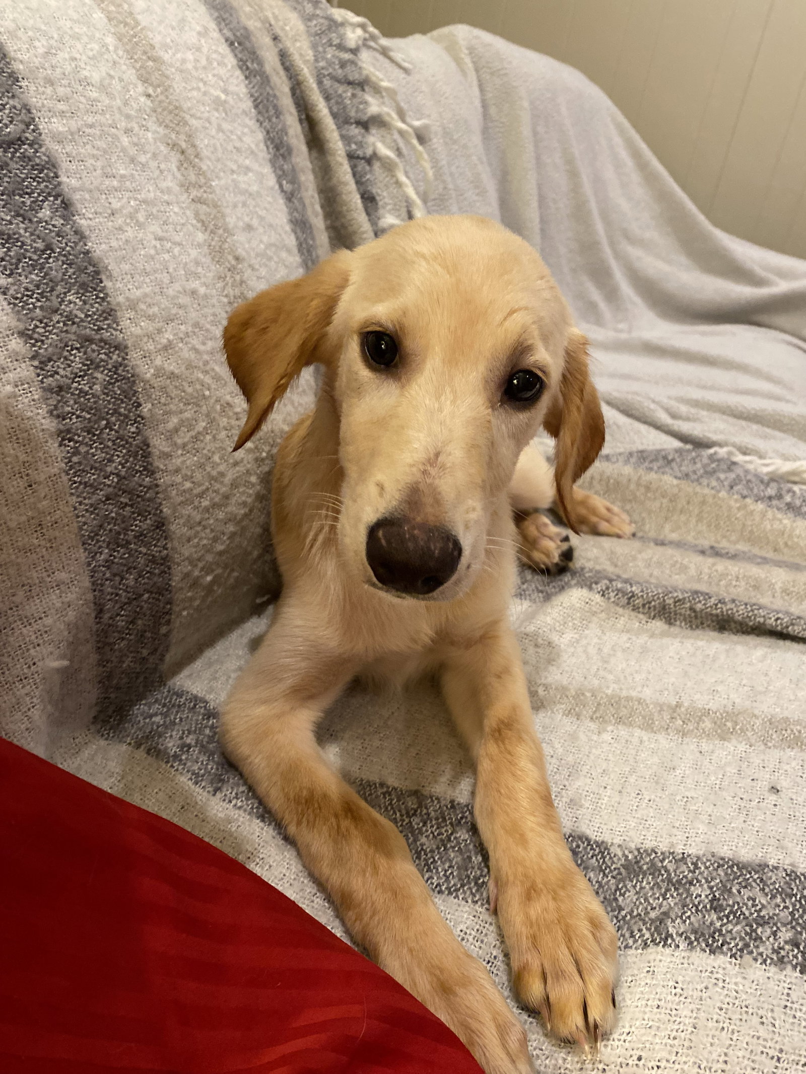 Dorian, Golden Retriever