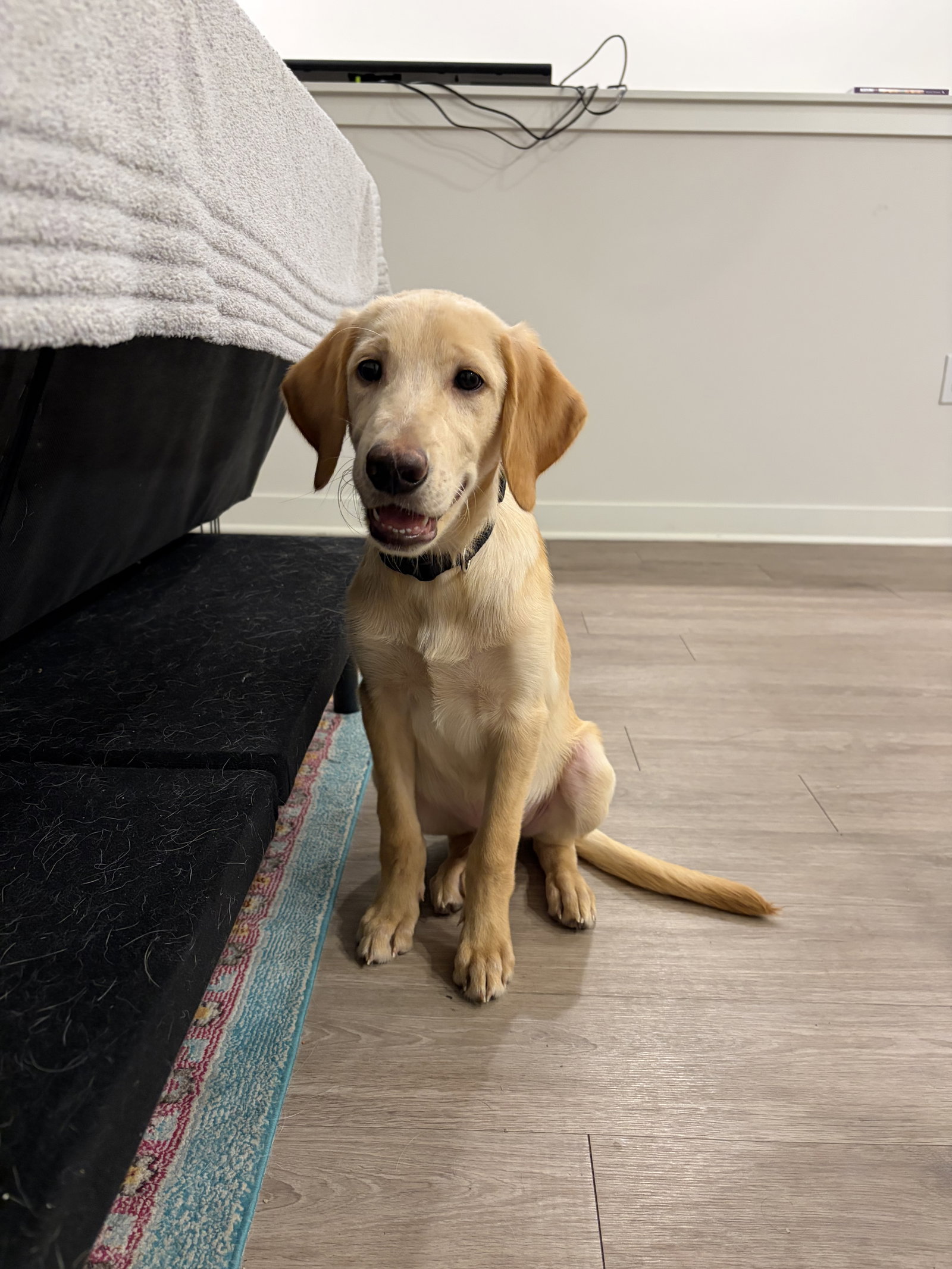 Dallas, Golden Retriever