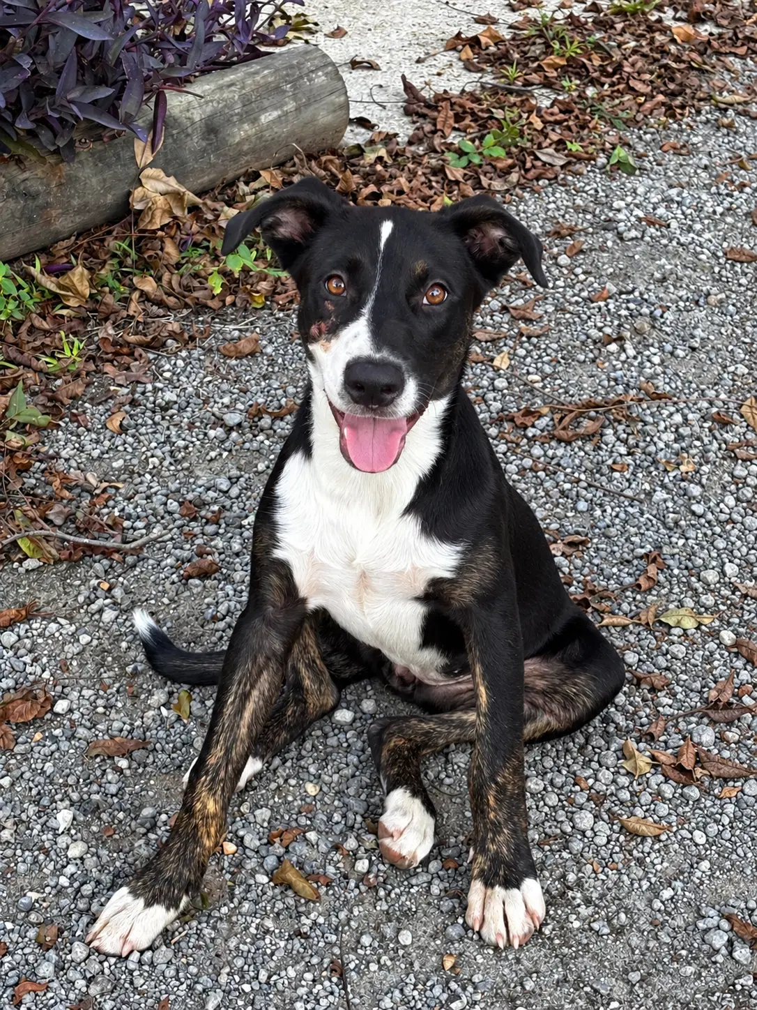 Spotlight - Terrier