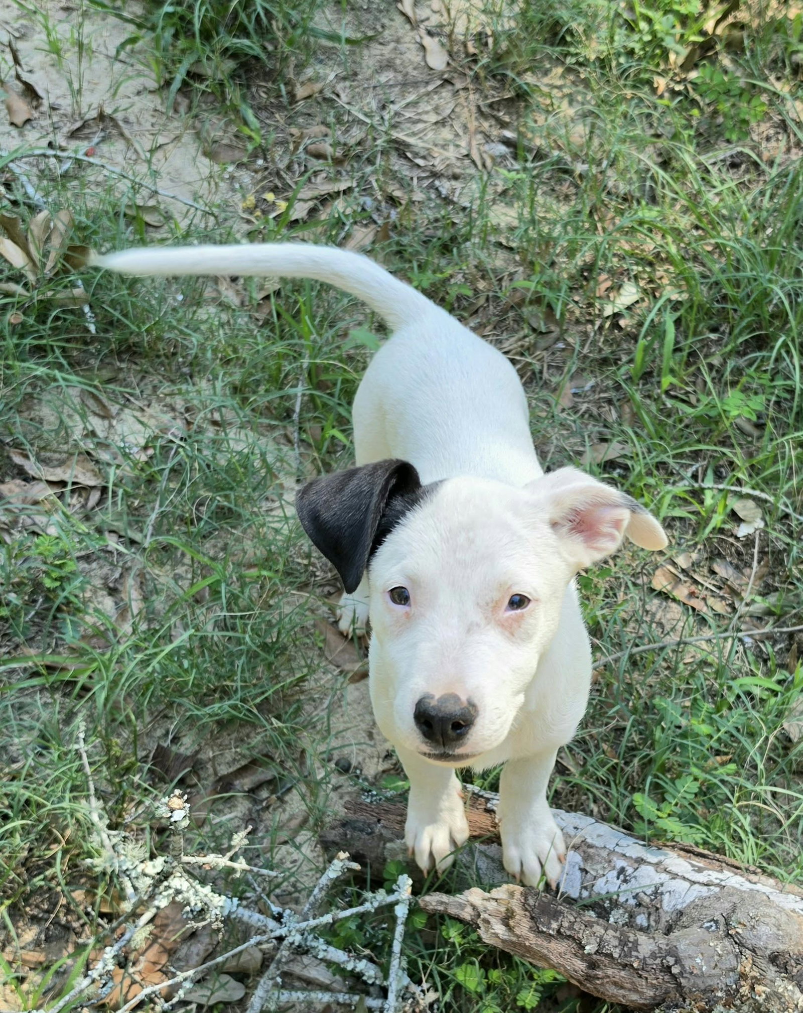 Daisy Mae