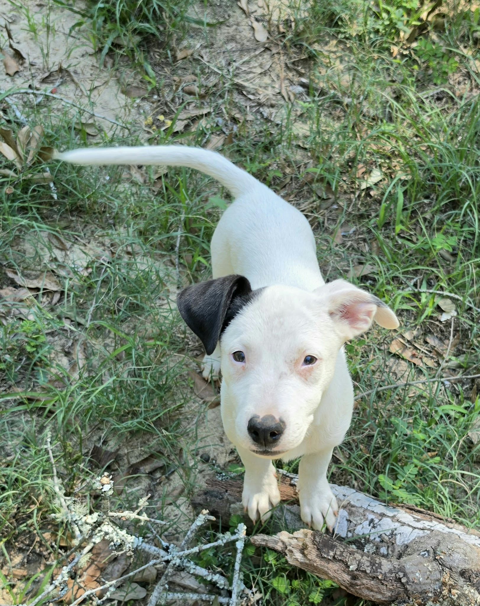 Daisy Mae