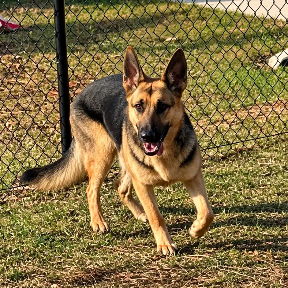 Athena - German Shepherd Dog
