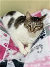 adoptable Cat in , NH named CALLIE