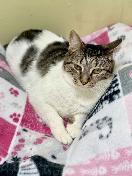 picture of the cat needing adoption