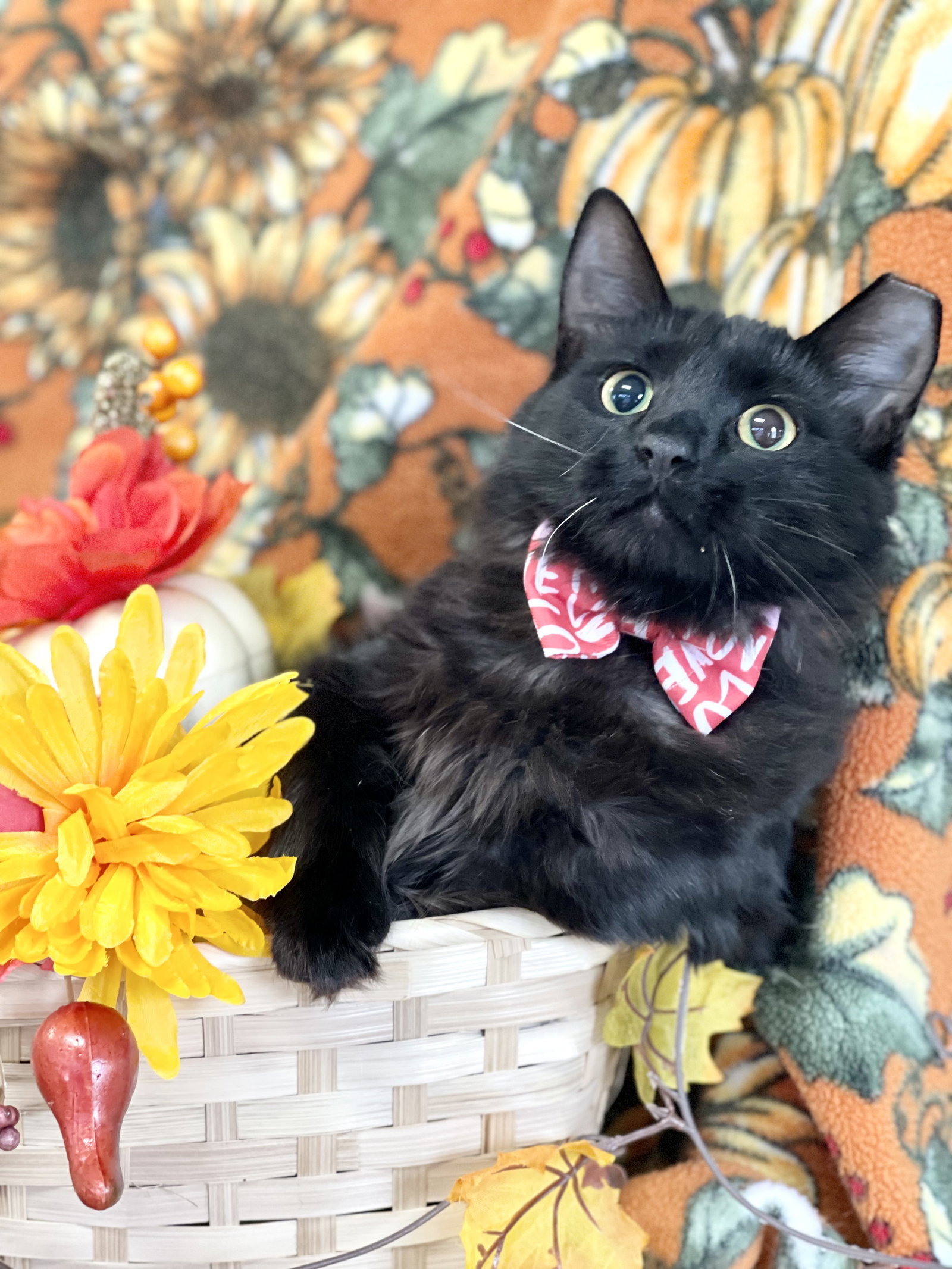 Cats for Adoption in Sanford, Maine Alpha Paw