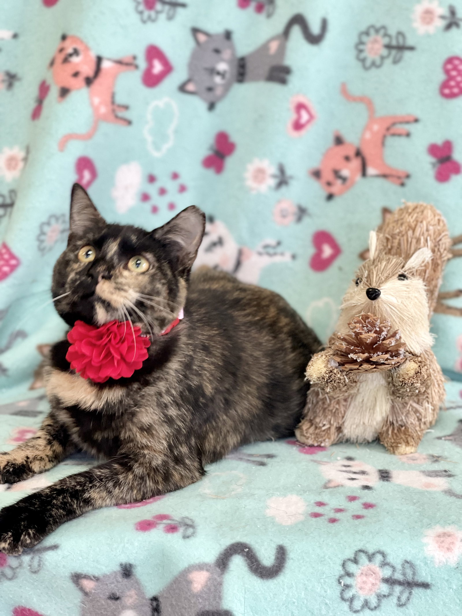 Cats for Adoption in Rochester, New Hampshire Alpha Paw