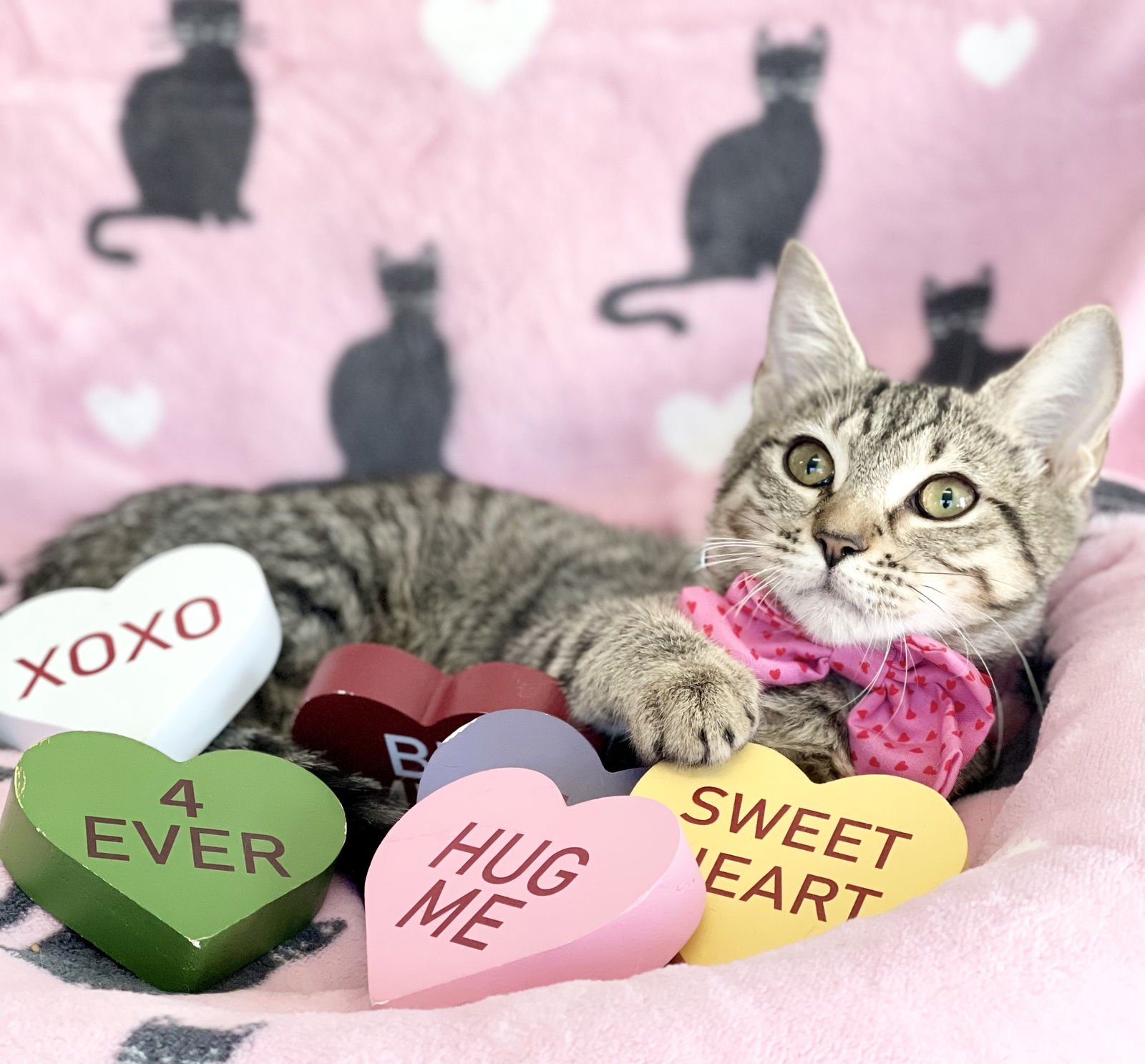 Cats For Adoption In Saco Maine Alpha Paw cats-for-adoption-in-saco-maine-alpha-paw