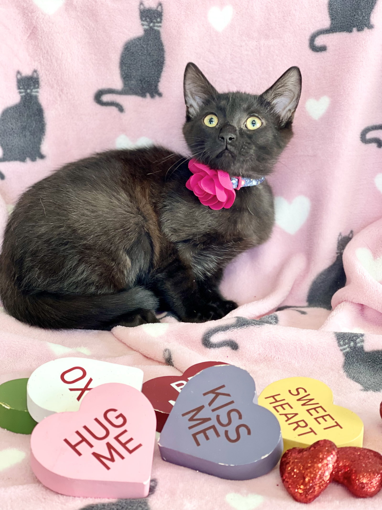 cats-for-adoption-in-lunenburg-massachusetts-alpha-paw