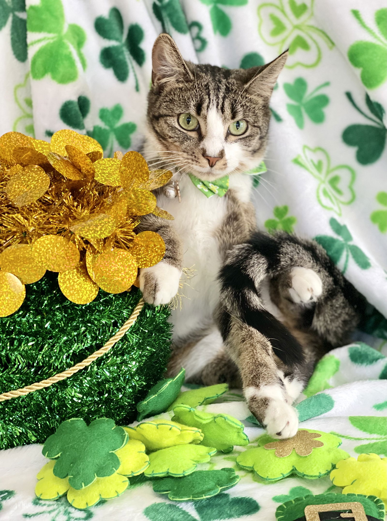 Cats for Adoption in Saco, Maine | Alpha Paw