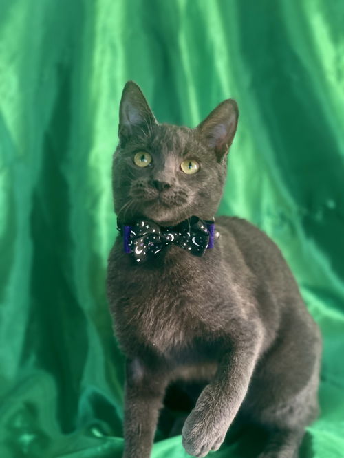 picture of the cat needing adoption