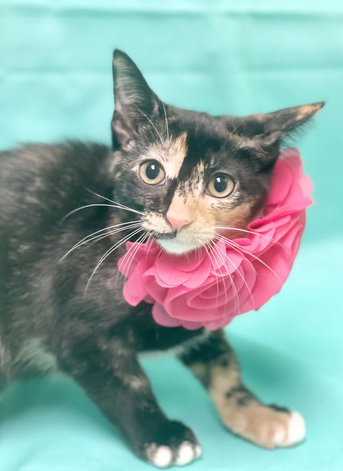 picture of the cat needing adoption