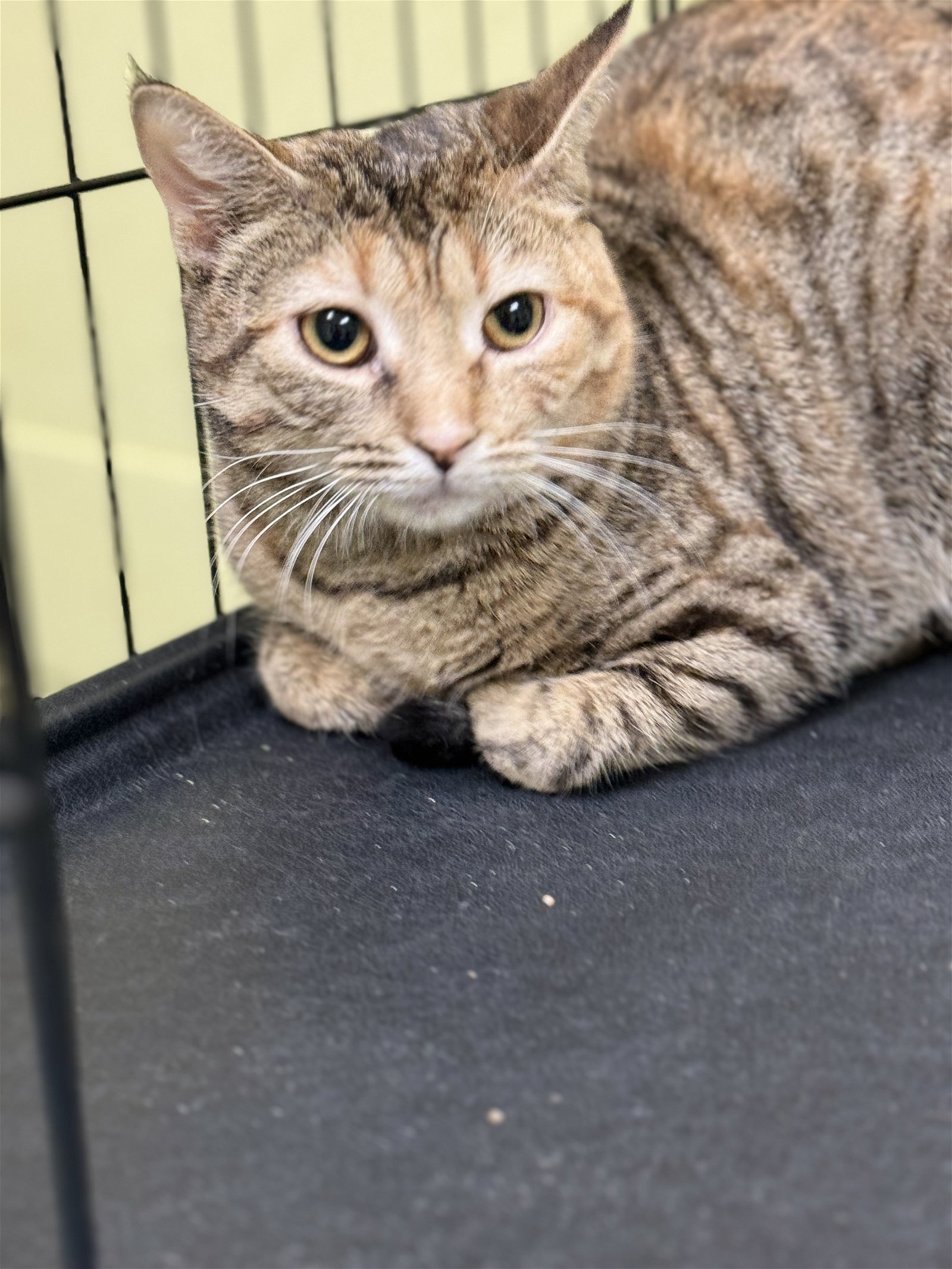 adoptable Cat in Seabrook, NH named MINNIE